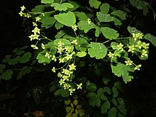 ハルカラマツ。栃木県日光市にて