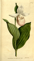 Cypripedium reginae (as syn. Cypripedium album) plate 216 in: The Botanical Magazine (Orchidaceae), vol. 6, (1793)