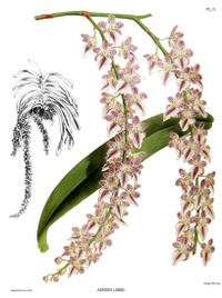 plate 21 Aerides lobbii Aerides multiflora