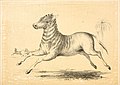 The alphabetical drawing book, and pictorial history. (of quadrupeds (1847) (17921662568).jpg