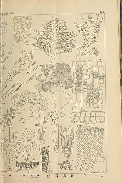 File:The botanical magazine = Shokubutsugaku zasshi (1899) (20374960446).jpg