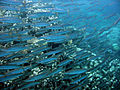 The islands (43) yellowtail barracuda.JPG