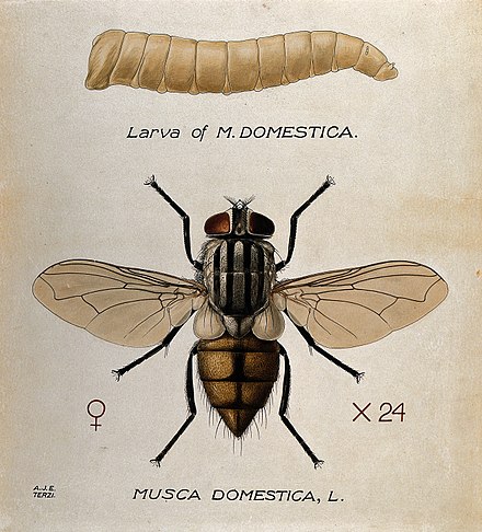 Вид муха домашняя. Musca domestica комнатная Муха. Муха домашняя Musca domestica. Musca domestica личинки. Личинка комнатной мухи.