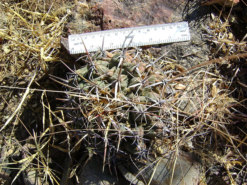 File:Thelocactus heterochromus (5729969862).jpg