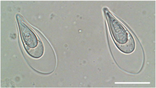 <i>Thelohanellus kitauei</i> Parasite of carp