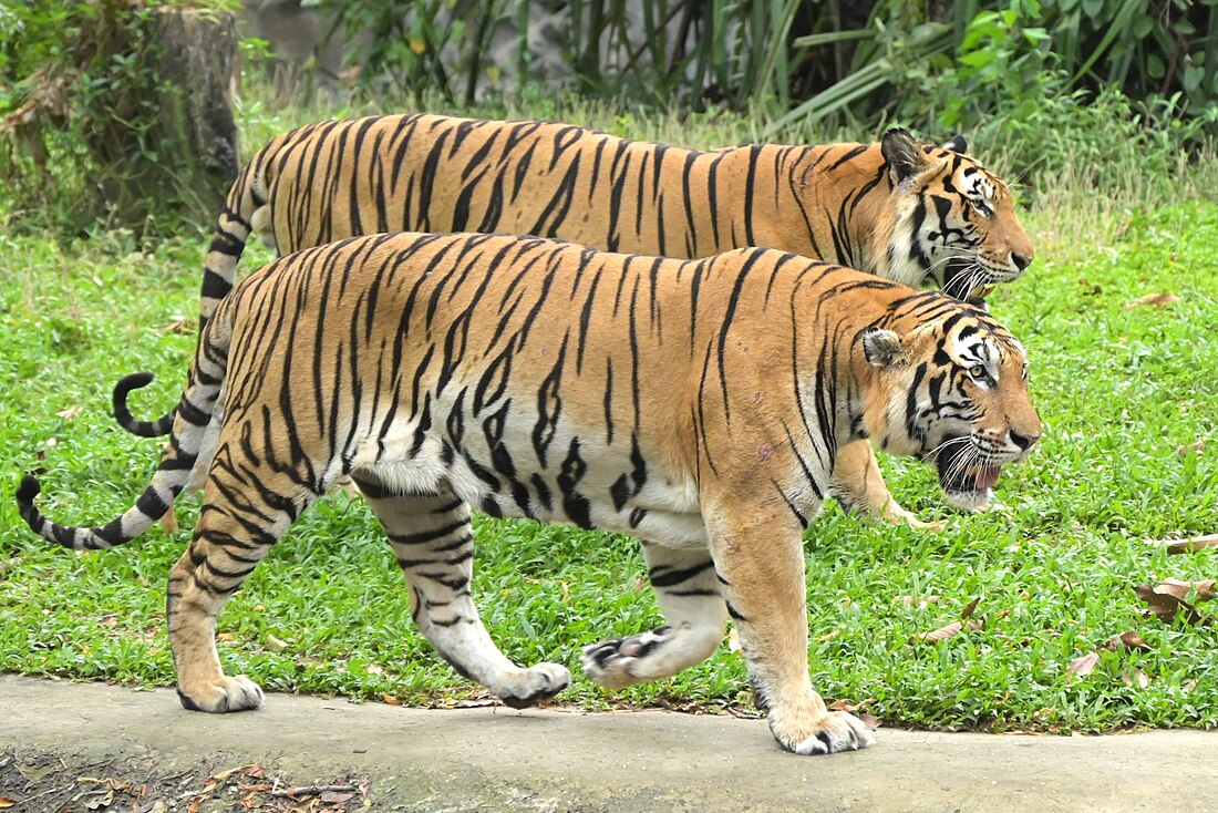 File:Tiger at Ubon Zoo.jpg