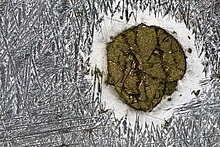 The Tishomingo Iron Meteorite, found in 1965 Tishomingo Iron Ataxite -- 5x Macro Zoom -3 (50870080721).jpg