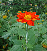 Tithonia rotundifolia Sơn quỳ