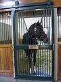 Tiznow in his stall at WinStar Farms