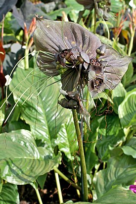 Tummaviiksikki (Tacca chantrieri)