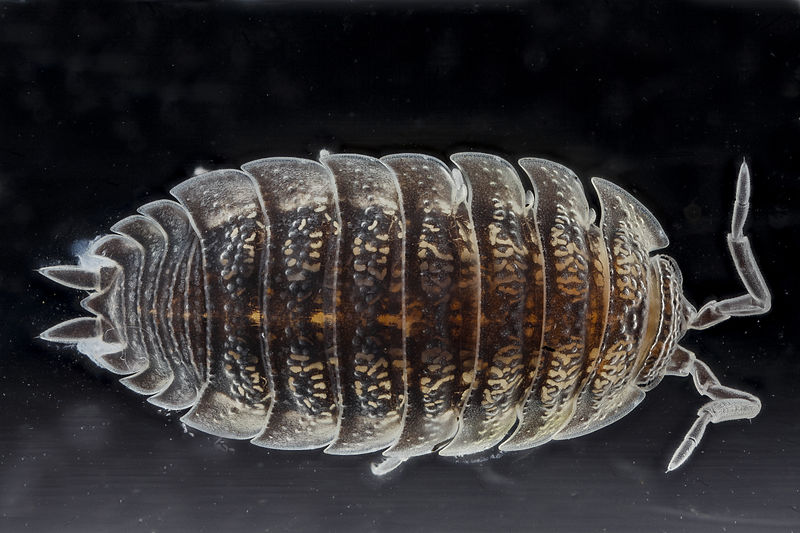 File:Trachelipus rathkii1.jpg