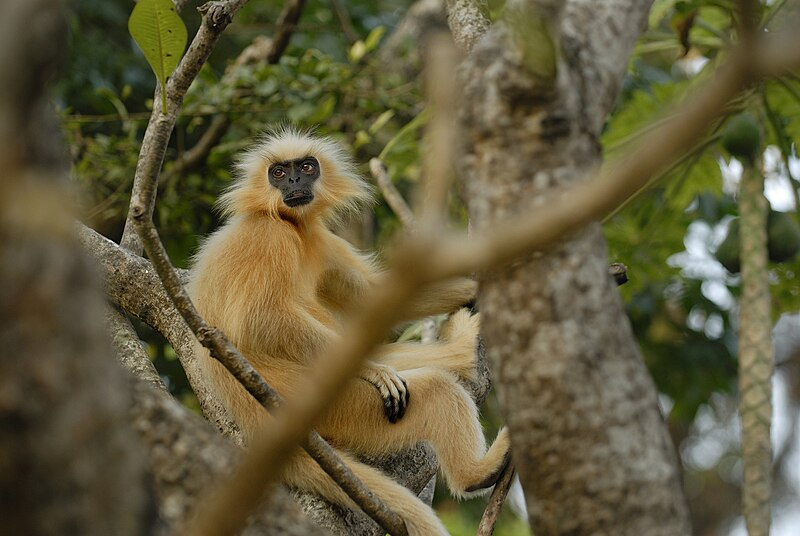 File:Trachypithecus geei 348837029.jpg