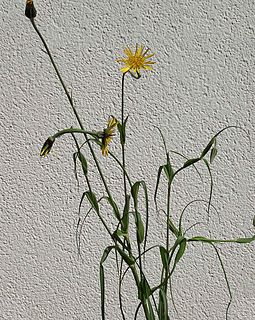 Bocksbärte (Tragopogon) sind 