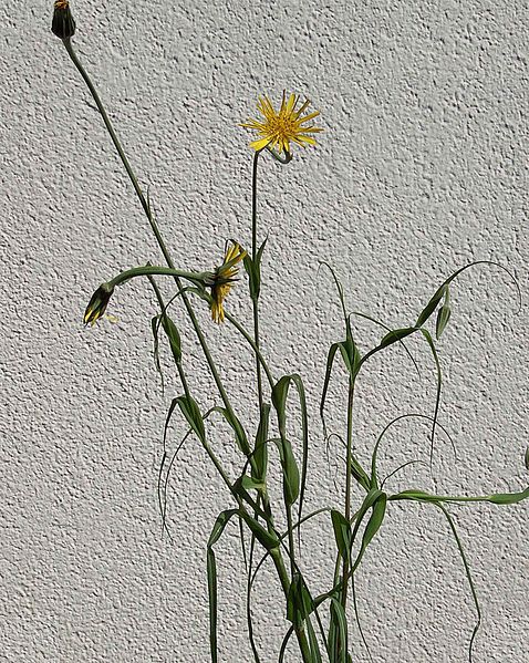 File:Tragopogon tot.jpg