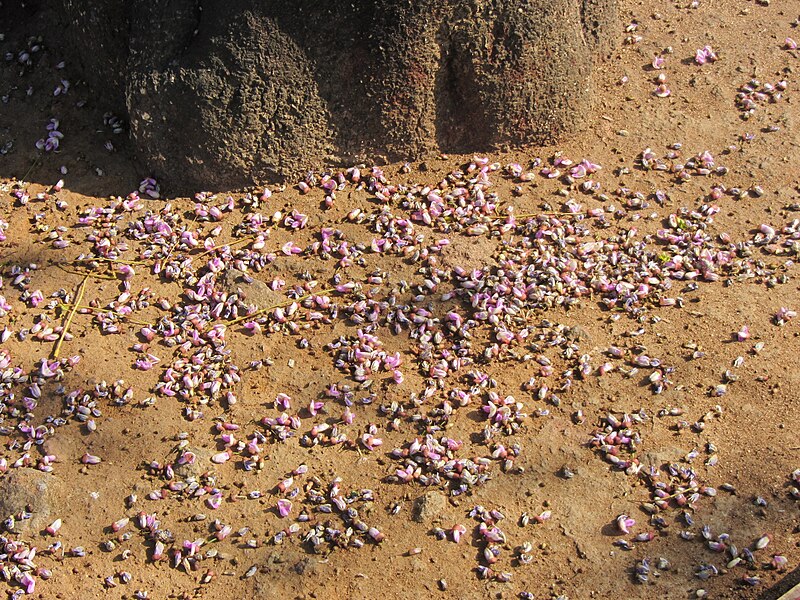 File:Tree pungai, fallen flowers 1.JPG