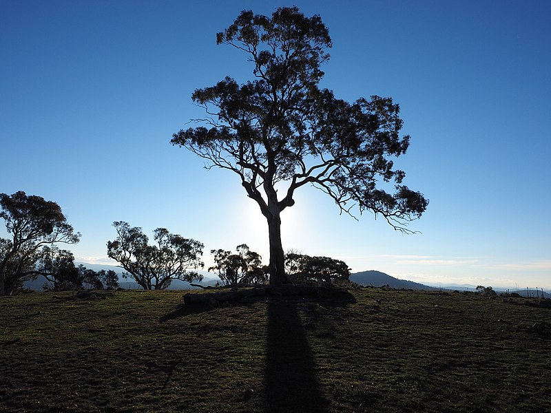 File:Tree silhouetted against the sun at the Wanniassa Hills Nature Reserve April 2017.jpg