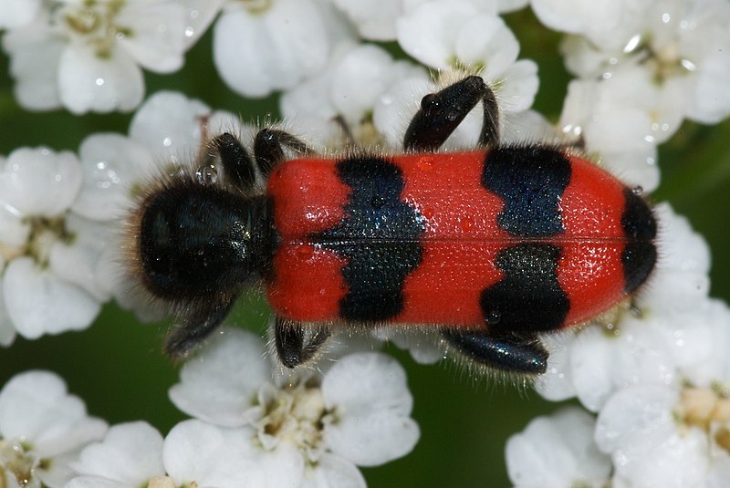 File:Trichodes apiarius (2573601100).jpg