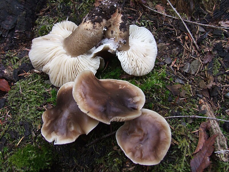 File:Tricholoma saponaceum G2.1.jpg