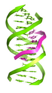 Triple-stranded DNA DNA structure in which three oligonucleotides wind around each other and form a triple helix. In this structure, one strand binds to a B-form DNA double helix through Hoogsteen or reversed Hoogsteen hydrogen bonds