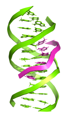 Triplex DNA structure. The arrows are going from the 5' end to the 3' end. (PDB: 1BWG ) TriplexDNA(1BWG).png