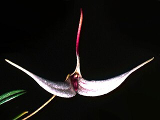 <i>Trisetella</i> Genus of orchids