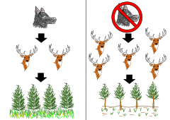 Image 18A simple trophic cascade diagram. On the right shows when wolves are absent, showing an increase in elks and reduction in vegetation growth. The left one shows when wolves are present and controlling the elk population. (from Community (ecology))