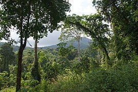 Tropical rainforest, Koh Chang, Thailand.jpg