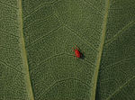 Thumbnail for File:Tulip Tree Liriodendron tulipifera Leaf Underside Red Mite 2700px.jpg