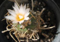 Turbinicarpus