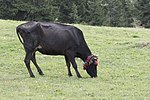 Thumbnail for Anatolian Black cattle