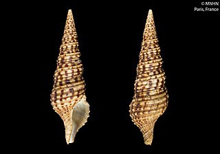 <i>Purpuraturris tanyspira</i> Species of gastropod