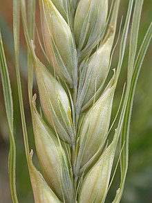 Close-up of an unharvested ear of two row barley, like Maris Otter Two-row barley.jpg