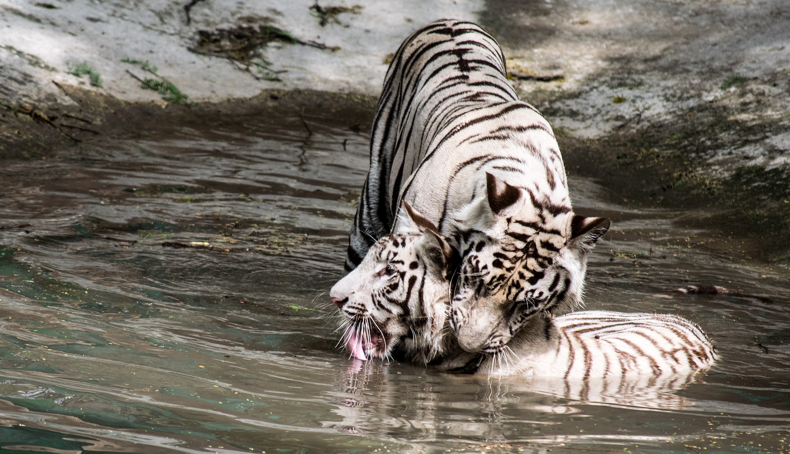 Fighting white tiger cubs!, Two white tiger cubs fighting w…