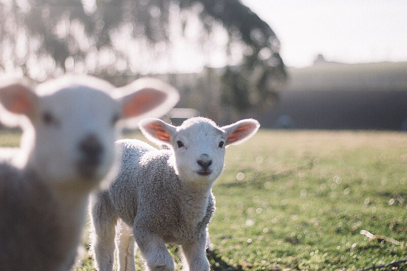 File:Two lambs on a field (Unsplash).jpg