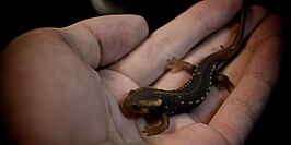 Ruwe krokodilsalamander