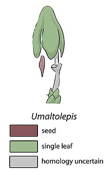 Umaltolepis.jpg