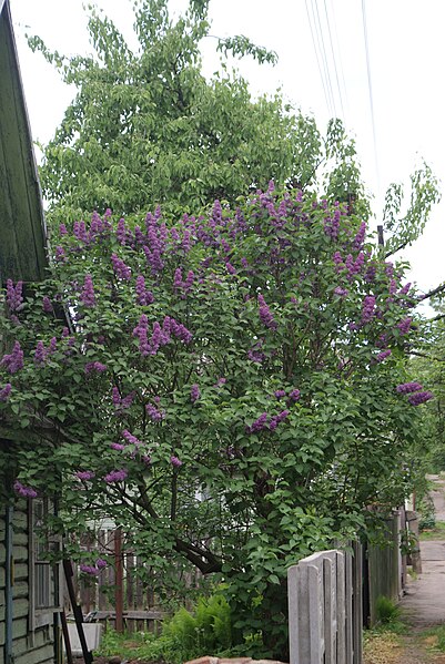 File:Unidentified Syringa in Minsk.JPG