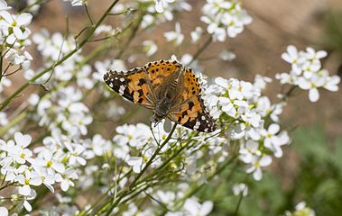 Vanessa cardui