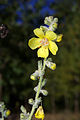 Flores de gordolobo (Verbascum thapsus)