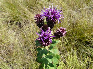 <i>Vernonia djalonensis</i> Species of flowering plant