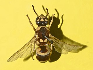 <i>Euodynerus dantici</i> Species of wasp
