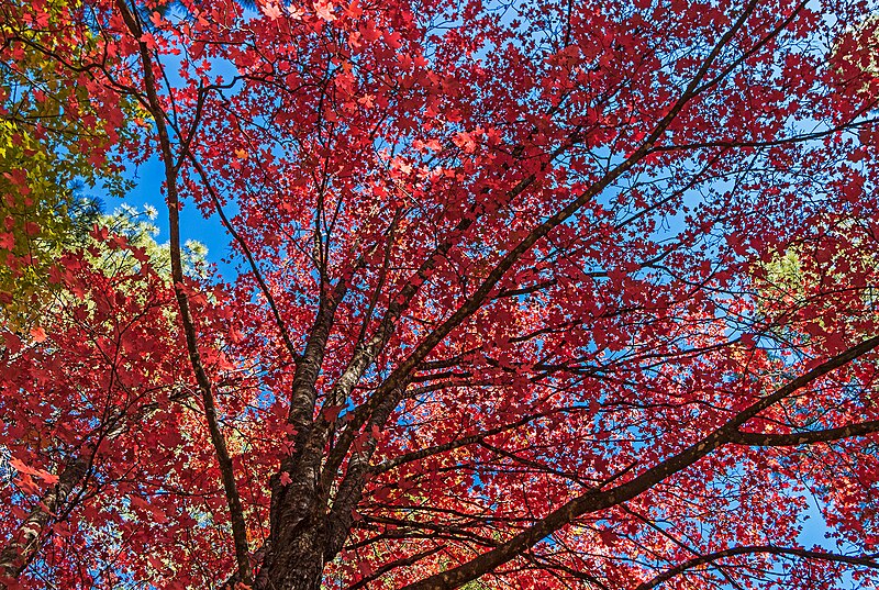 File:Vibrant Fall Colors In Oak Creek Canyon.jpg