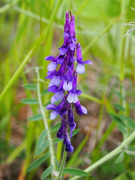 File:Vicia villosa Wyka kosmata 2020-05-31 04.jpg