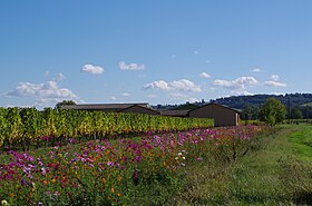 Illustrasjonsbilde av Périgord-artikkelen (IGP)