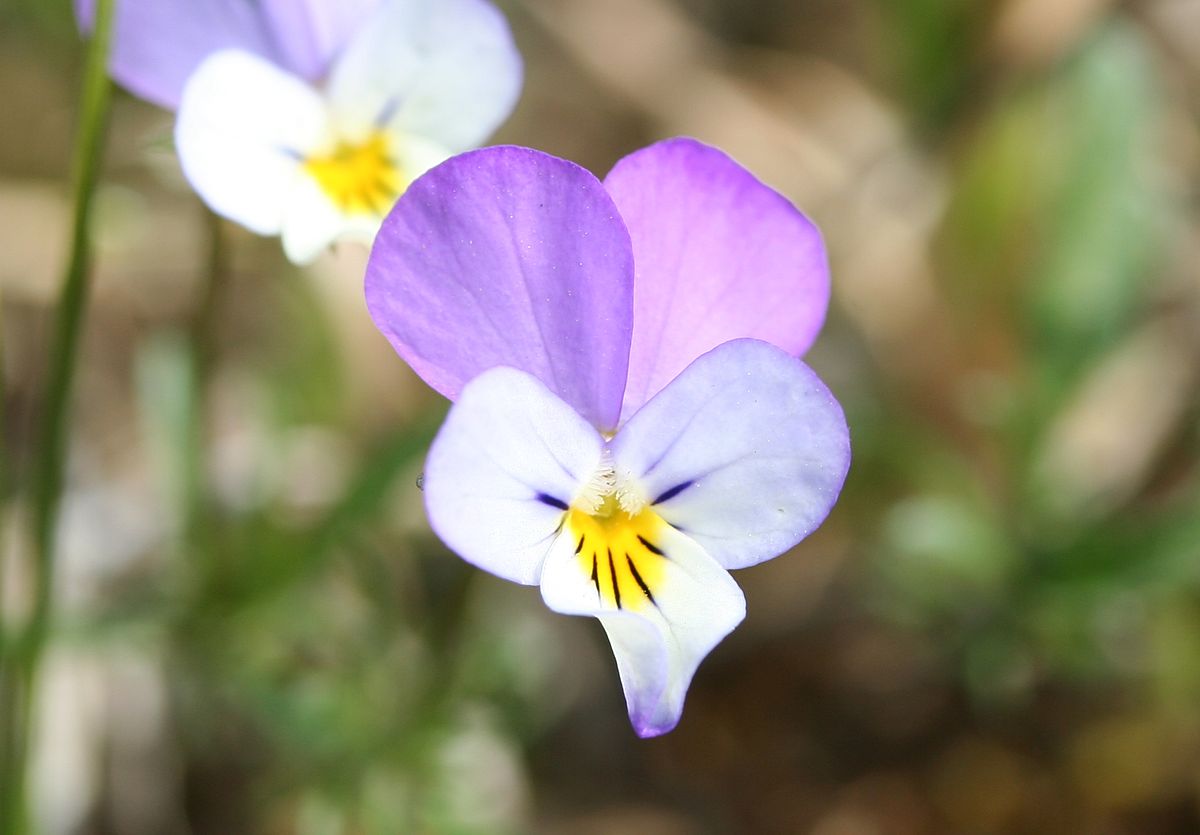 Viola Tricolor subsp. Curtisii. Viola Tricolor subsp. Macedonica. Viola Tricolor subsp. Subalpina. Viola Tricolor subsp. Tricolor.