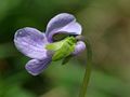 Viola palustris blossom by side, Photo by Kristian Peters