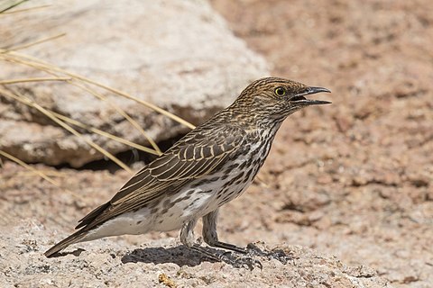 Cinnyricinclus leucogaster verreauxi (Violet-backed starling) female, Damaraland, Namibia