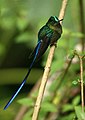 Violet-tailed Sylph (Aglaiocercus coelestis)-2.jpg