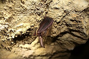 Murciélago orejudo de Virginia (Ct virginianus) .JPG