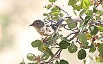 Miniatura per Bosquerola de Virgínia